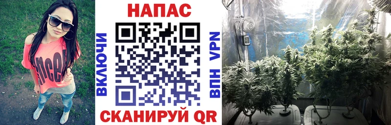 где купить Назрань Марихуана планчик